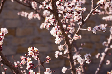 beautiful twig of a fruit tree showered with small delicate white flowers