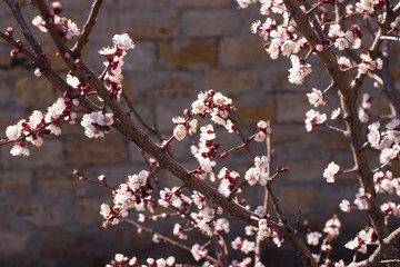 beautiful twig of a fruit tree showered with small delicate white flowers