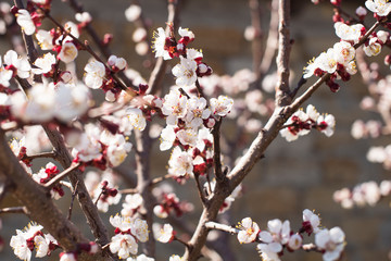 beautiful twig of a fruit tree showered with small delicate white flowers. Spring card concept