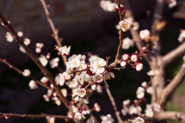 Branch of a blossoming tree with beautiful flowers on the dark natural background. Spring card easter concept. 