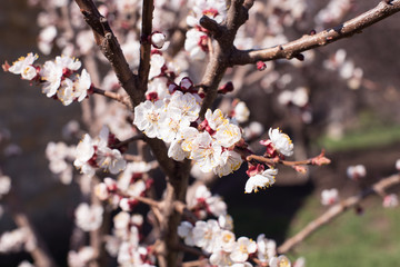 Branch of a blossoming tree with beautiful flowers on the dark natural background. Spring card easter concept. 