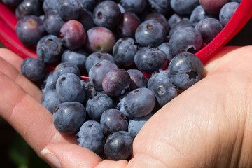 Fresh picked blueberries pouured out of a bucket into a womans hand.