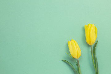 Yellow tulip flowers on green background. Floral composition, flat lay, top view, copy space