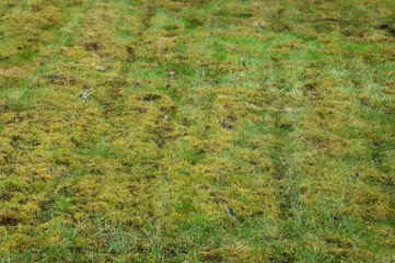 Mossy Lawn