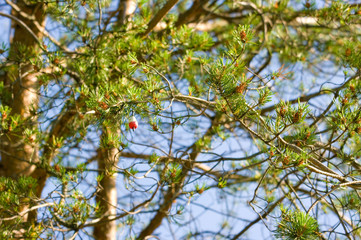 branch of a tree