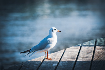 Small specimen of black-headed gull