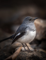 closeup shot of a oriental magpie-robin perched on a rock