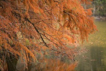 reflection of trees in water