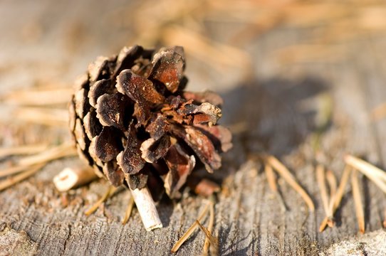 pine cone toy