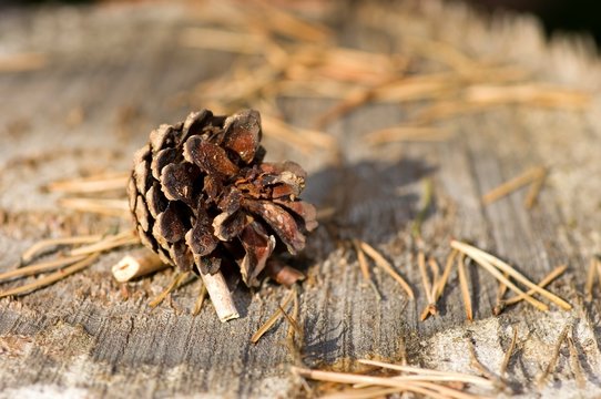 pine cone toy