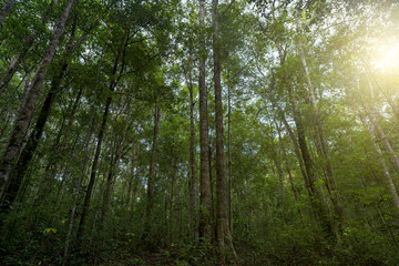 Fototapeta na wymiar Beautiful forest in nation park, Thailand.