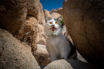 Pet cat seen in Joshua Tree National Park, hiking through boulders with mouth open, bright orange...