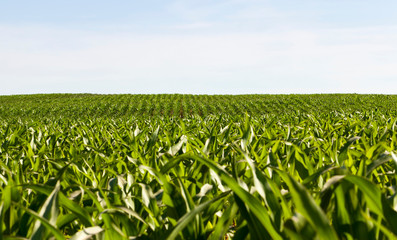 Fototapeta na wymiar rows of green corn in Sunny weather