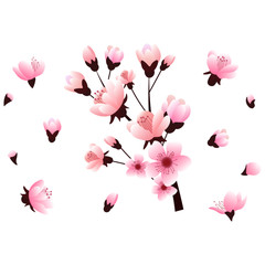 Fototapeta na wymiar Sakura or cherry flowers, isolated, vector illustration.