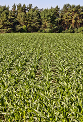 Fototapeta na wymiar agricultural field with green corn