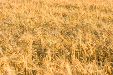 field of wheat