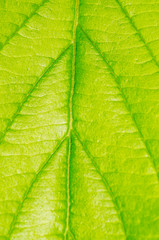texture of green leaf