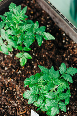 Strawberry, Lettuce, and Tomato Garden