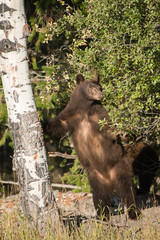 Fototapeta na wymiar Black Bear Standing