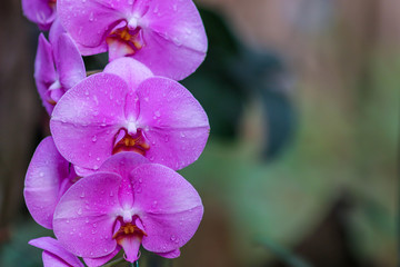 Fototapeta premium Orchid flowers with blured nature copyspace background.
