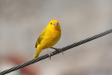 Obraz premium yellow canary on the street
