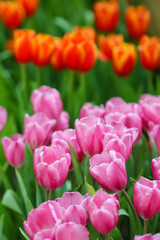 Obraz premium Beautiful tulip flowers with blured background in the garden. Pink tulip flowers.