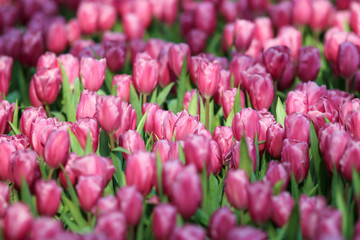 Obraz premium Beautiful tulip flowers with blured background in the garden. Pink tulip flowers.