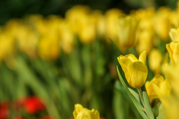 Obraz premium Beautiful tulip flowers with blured background in the garden. Yellow tulip flowers. Selective focus.