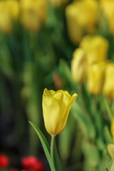 Beautiful tulip flowers with blured background in the garden. Yellow tulip flowers. Selective focus.