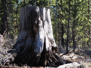 Old tree stump from past logging