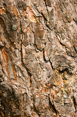 bark of a tree