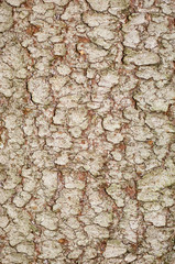 bark of a tree