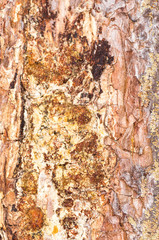 bark of a tree