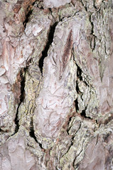 bark of a tree