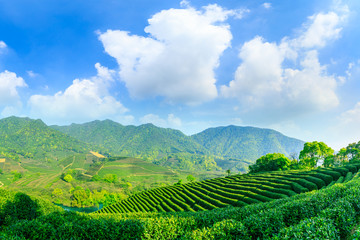 Fototapeta na wymiar Green tea mountain on a sunny day,tea plantation natural background.