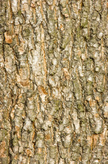 bark of a tree