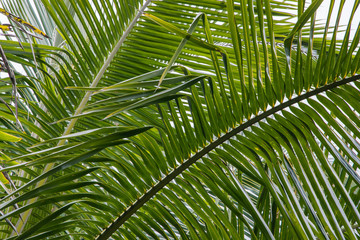 Green tropical leaves, palm, fern and ornamental plants backdrop.