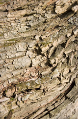 bark of a tree