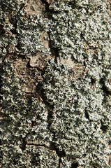 Fototapeta premium bark of a tree