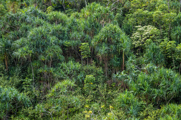Fototapeta premium Wonderful view over rain forest. Green tropical background.
