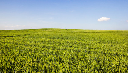 green unripe cereals