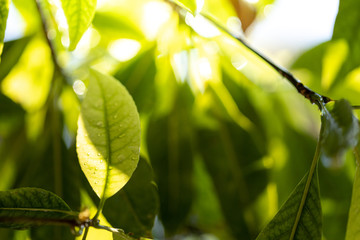 Close Up green leaf under sunlight in the garden. Natural background with copy space.