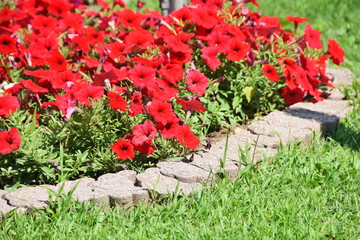 Red Flowers by Brick Border