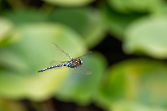 A picture of a Paddle-tailed Darner hovering in the air.    Vancouver  BC  Canada 