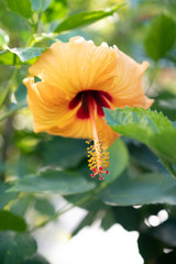 Yellow Hibiscus in the tropical garden