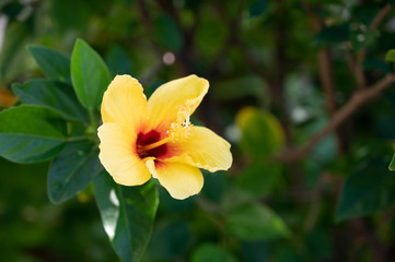 Fototapeta premium Yellow Hibiscus in the tropical garden