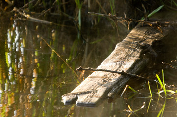 wooden crocodile