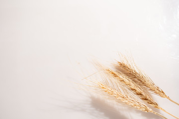 Sefas of wheat isolated on white background