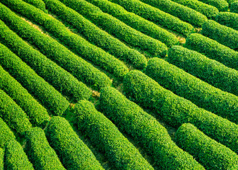 Green tea plantation natural landscape.