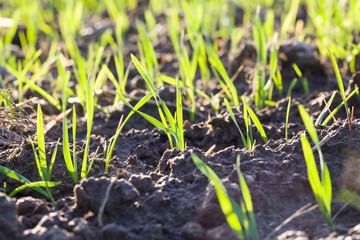 real organic green rye